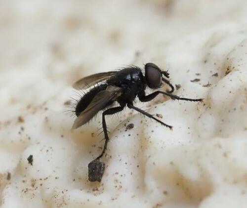 Réf. 257 082 : Dufouria sp.